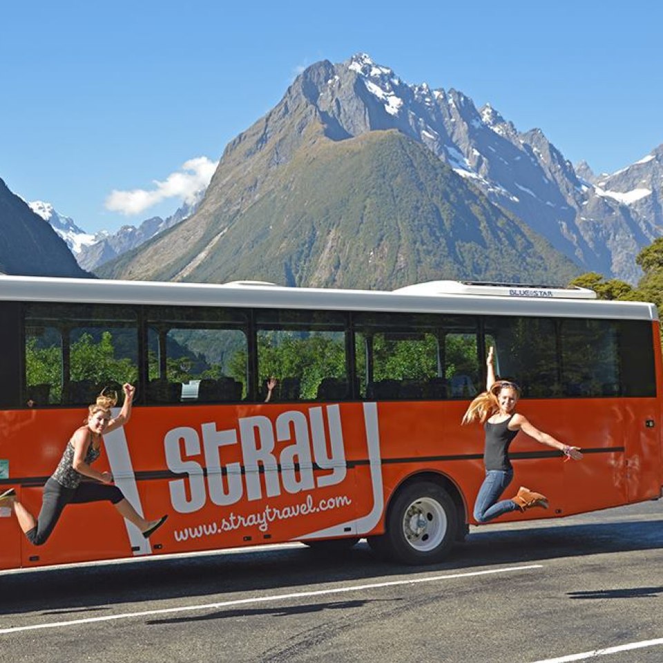 stray bus tours new zealand review